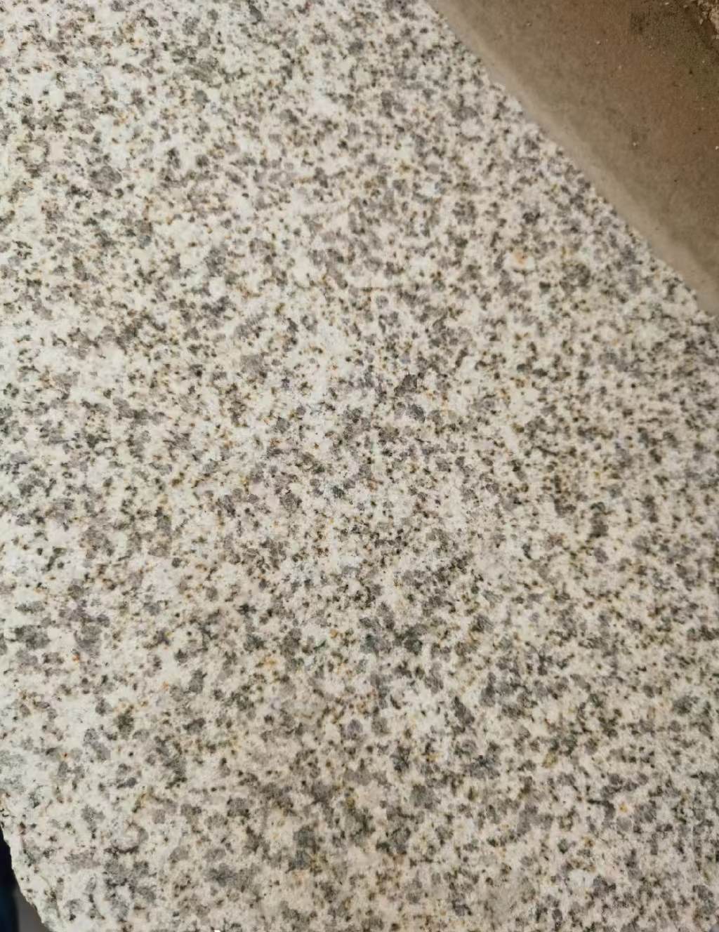 儋州 黄金麻中黄光面